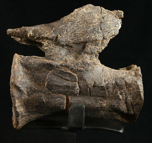 Diplodocus Caudal Vertebra From Wyoming - On Stand #10141